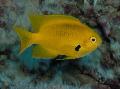Akvariumas Žuvys Pomacentrus geltonas Nuotrauka