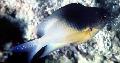Акваријумске Рибице Стегастес, Stegastes шаролик фотографија