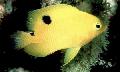 Акваријумске Рибице Стегастес, Stegastes жут фотографија