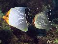 ნარინჯისფერი სახე Butterflyfish