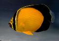 Arabijos Butterflyfish