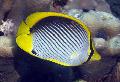 Black Nodrošināti Butterflyfish
