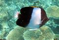 Black Piramīda (Sarains-Zobains) Butterflyfish