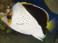 Tinker Butterflyfish