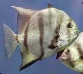 Atlantin Spadefish
