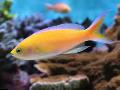 Aquarium Fish Pseudanthias Yellow Photo