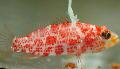 Акваријумске Рибице Хигхфин Перцхлет, Plectranthias inermis споттед фотографија