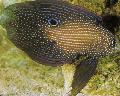 აკვარიუმის თევზი Calloplesiops მყივანი სურათი
