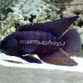 Akvarij Ribe Paraplesiops uočena Foto