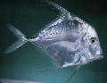 Indian Threadfish, Πέλμα Πτερύγιο Υποδοχή