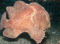 Frogfish Commerson Του (Commersons Πεσκανδρίτσα)