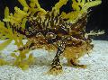 Sargassum Anglerfish (Sargassumfish)
