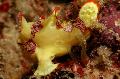 Pesci d'Acquario Frogfish Verrucose (Frogfish Pagliaccio), Antennarius maculatus Macchiato foto