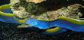 Aquarium Fish blue ribbon eel, Rhinomuraena quaesita Blue Photo