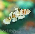 Black Barred Convict Goby