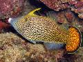 Fantail Oranje File Fish