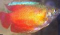 τα ψάρια ενυδρείου Gourami Νάνος, Colisa lalia Κόκκινος φωτογραφία