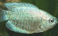 Акваријумске Рибице Патуљак Гоурами, Colisa lalia сребро фотографија