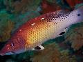 Raudona Diana Šernas Žuvis