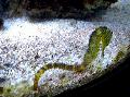 Akvārija Zivis Tiger Aste Jūras Zirdziņš, Hippocampus comes dzeltens Foto