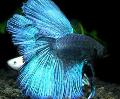 Акваријумске Рибице Сиамесе Фигхтинг Фисх, Betta splendens светло плава фотографија