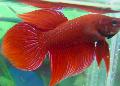 Акваријумске Рибице Сиамесе Фигхтинг Фисх, Betta splendens црвен фотографија