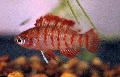 Aquarium Fish Badis badis Red Photo