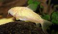Akvariumas Žuvys Corydoras Aeneus baltas Nuotrauka