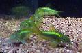 Aquariumvissen Corydoras Aeneus Groen foto