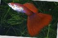 Akvārija Zivis Guppy, Poecilia reticulata sarkans Foto