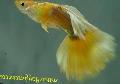 Akvariumas Žuvys Guppy, Poecilia reticulata geltonas Nuotrauka
