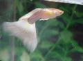 観賞魚 グッピー, Poecilia reticulata ホワイト フォト