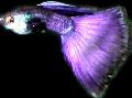 Akvariumas Žuvys Guppy, Poecilia reticulata violetinė Nuotrauka