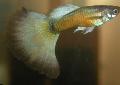 აკვარიუმის თევზი Guppy, Poecilia reticulata ოქროს სურათი