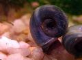 აკვარიუმი წყლის მოლუსკები Ramshorn Snail, Planorbis corneus ნაცრისფერი სურათი