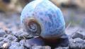 აკვარიუმი წყლის მოლუსკები Ramshorn Snail, Planorbis corneus კრემისფერი სურათი