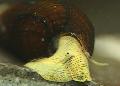 ενυδρείο γλυκού νερού αχιβάδα Κουνέλι Σαλιγκάρι Tylomelania, Tylomelania towutensis κίτρινος φωτογραφία