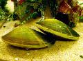 Aquarium Süßwassermuschel, Corbicula fluminea grün Foto