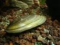 Акваријум Слатководна Шкољка Painter's Mussels, Unio pictorum зелена фотографија
