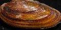 Muscheln Malers clam shell Foto und Merkmale