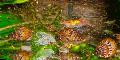 ενυδρείο γλυκού νερού αχιβάδα Melanoides Granifera μπεζ φωτογραφία