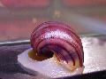 Aquarium Freshwater Clam Mystery Snail, Apple Snail, Pomacea bridgesii pink Photo