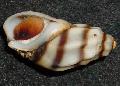 Akvarij Slatkovodna školjka Melanopsis Costata, Melanopsis-costata prugasta Foto