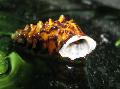 Akvārijs Saldūdens Gliemežu Pachymelania Byronensis brūns Foto