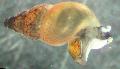Акваријум Слатководна Шкољка New Zealand Mud Snail, Potamopyrgus antipodarum беж фотографија