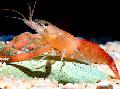Aquário Macrobrachium camarão vermelho foto
