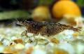 Aquarium Freshwater Crustaceans  shrimp Photo and characteristics