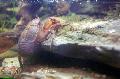 水族館 ゴキブリザリガニ カニ, Aegla platensis ブラウン フォト