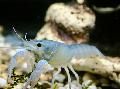 Akvárium Procambarus Cubensis rak modrý fotografie