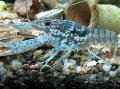 Akvárium Fekete Foltos Rákok, Procambarus enoplosternum kék fénykép